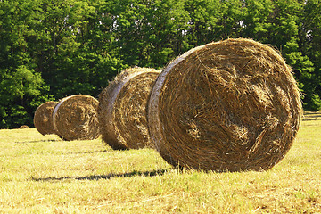 Image showing bale hay background