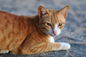 Image showing Cat