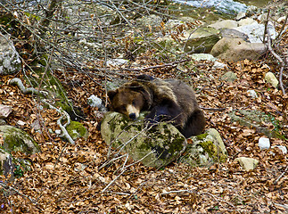 Image showing italian ursus