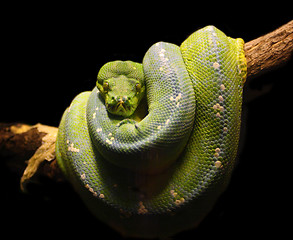 Image showing green snake