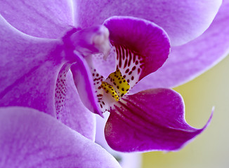 Image showing orchid