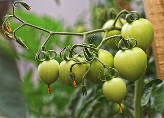 Image showing green tomatos