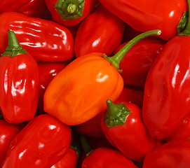 Image showing pepper background