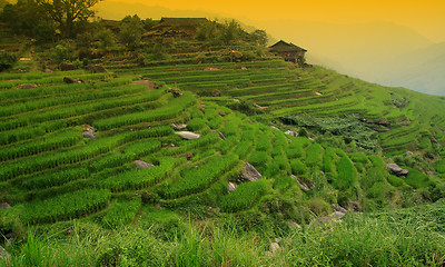 Image showing rice field