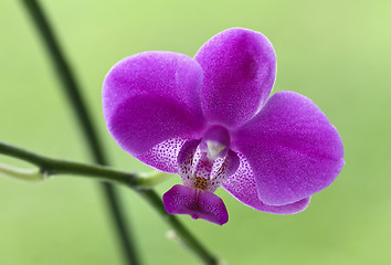 Image showing orchid detail