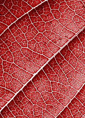 Image showing red leaf background