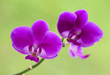 Image showing orchid background