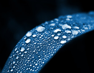 Image showing closeup drop water on leaf