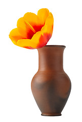 Image showing Tulip flower in a pot of red clay, isolated.