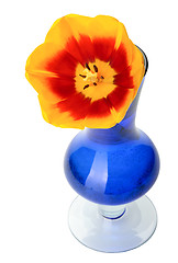 Image showing Tulip flowers in a blue glass vase, isolated.