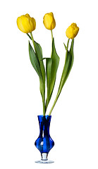 Image showing Tulip flowers in a blue glass vase, isolated.