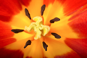 Image showing Tulip close-up