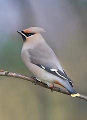 Image showing Bohemian Waxwing