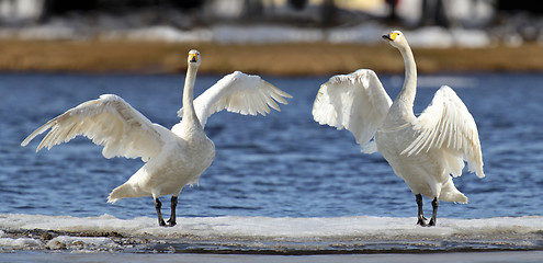 Image showing Whooper Swans