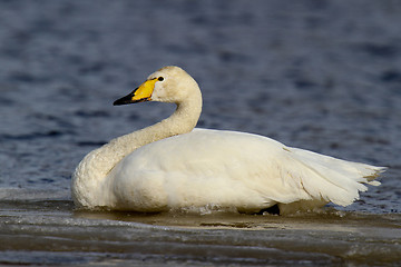 Image showing Whooper Swan