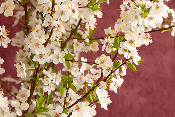 Image showing Spring blossom