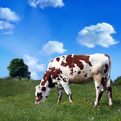 Image showing  cow