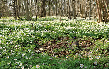 Image showing White anemone in the forrest.