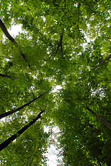 Image showing Green trees frame