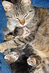 Image showing Cat with newborn kitten