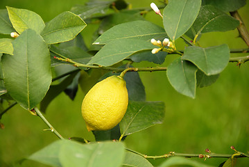 Image showing Lemon growing on branch