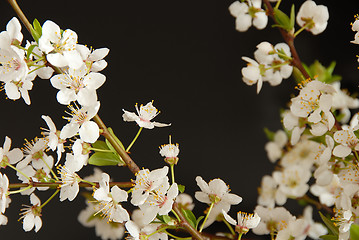 Image showing Spring blossom frame