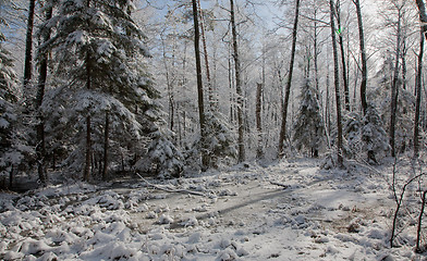 Image showing Snowfall afrer wetland stand in morning