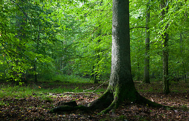 Image showing Light reaching misty deciduous stand with old spruce tree