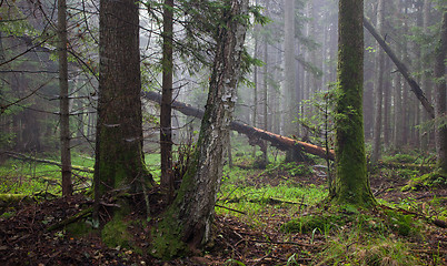 Image showing Misty morning in alder-carr stand of Bialowieza Forest