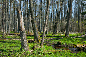 Image showing Riparian stand of Bialowieza Forest along stream