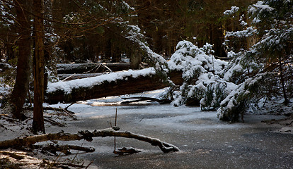 Image showing Wintertime morning dark coniferous stand of Bialowieza Forest