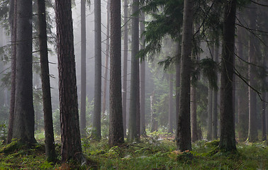 Image showing Coniferous trees against light of misty sunrise