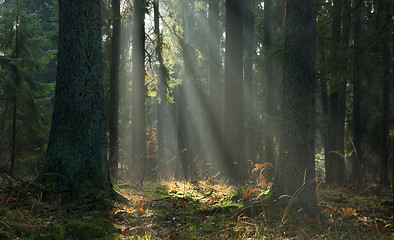 Image showing Misty autumnal coniferous stand of Bialowieza Forest at sunrise