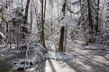 Image showing Snowfall after wetland stand in morning