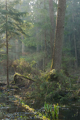 Image showing Bialowieza Forest riparian stand in morning