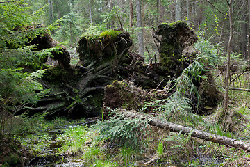 Image showing Broken tree roots partly declined