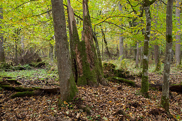 Image showing Rich deciduous stand with broken tree