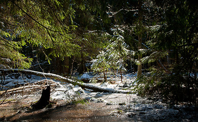 Image showing Snowfall after landscape with trees sunlight illuminated