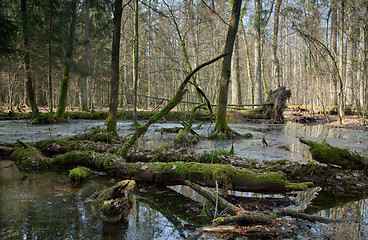 Image showing Springtime morning in wetland forest