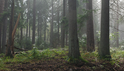 Image showing Coniferous trees against light of misty sunrise