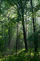 Image showing Misty forest in morning