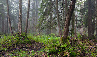 Image showing Misty morning in alder-carr stand of Bialowieza Forest 