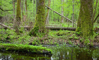 Image showing Springtime deciduous forest with standing water