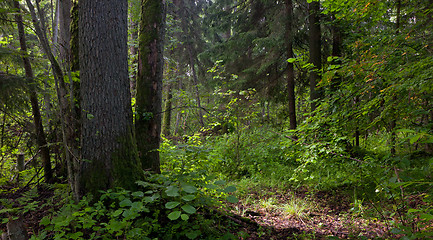 Image showing Natural stand of Bialowieza Forest Landscape Reserve with alder tree 