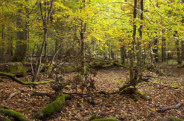 Image showing Rich deciduous stand with broken tree