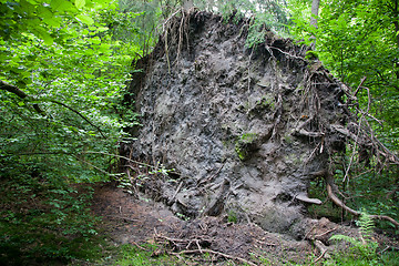 Image showing Broken tree roots partly declined