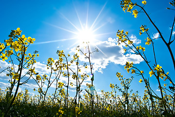 Image showing Rape Field in spring with blue sky