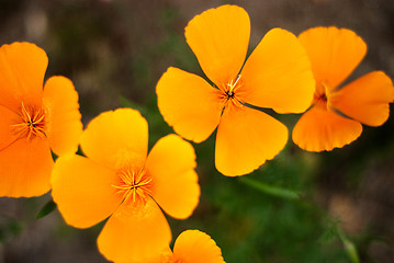 Image showing Orange Poppies Field 