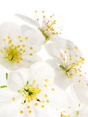 Image showing Cherry flowers.