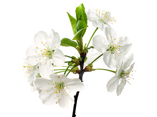 Image showing Cherry flowers.